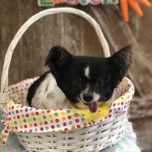 Meet your Posher, Jessie